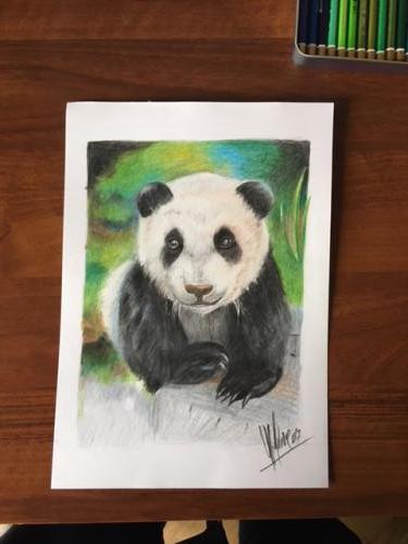 Panda